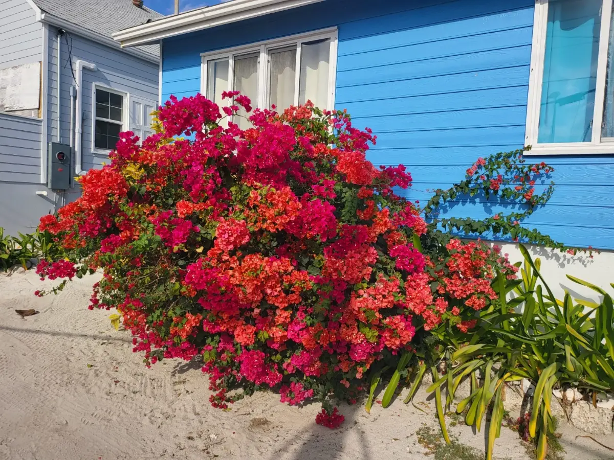 Bougainvillea in full bloom against a blue clapboard house