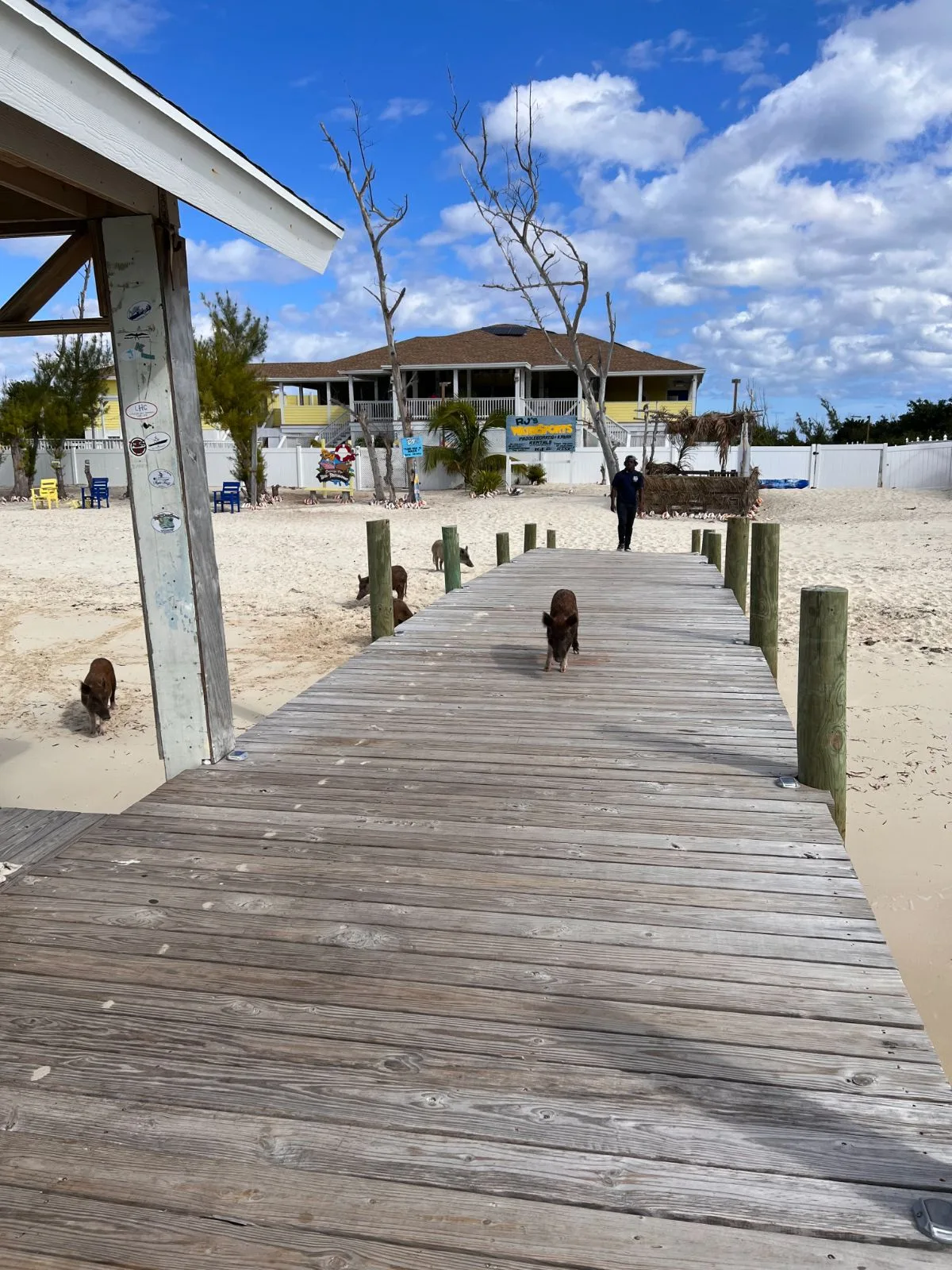 The swimming pigs at No Name Cay