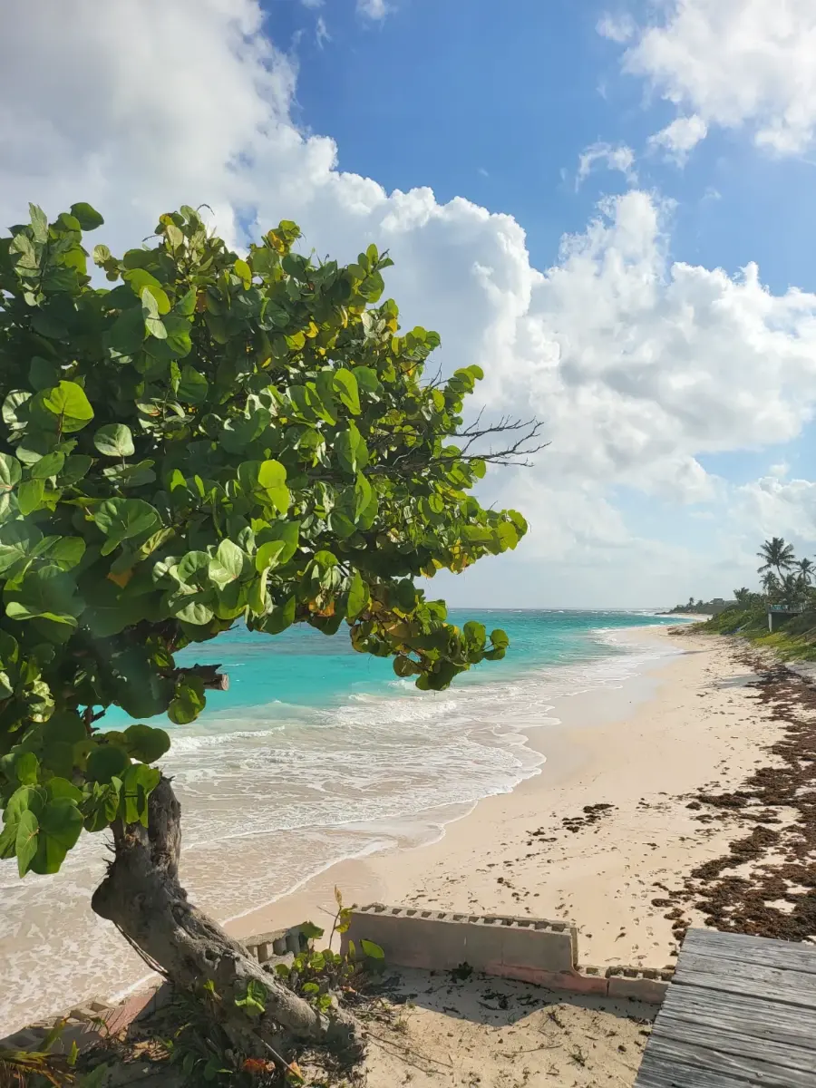 A sea grape tree leaning over an empty Atlantic beach